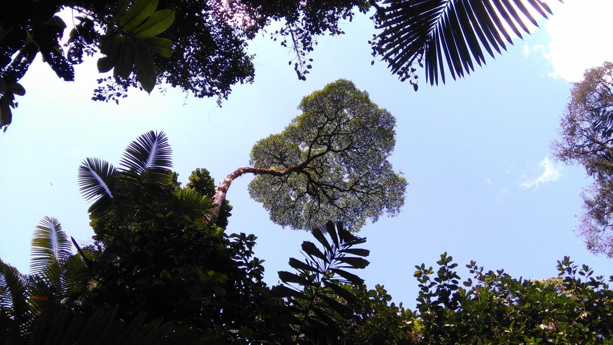 Cecropia Ecolodge La Fortuna Room photo